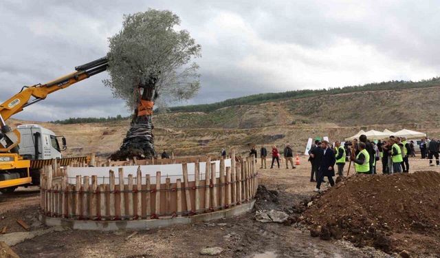 Muğla’da 3 asırlık zeytin ağacı yeni yerine taşındı