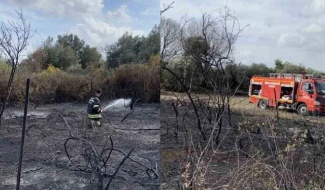Muğla’da yangın çıktı, üzüm bağları alevlere teslim oldu