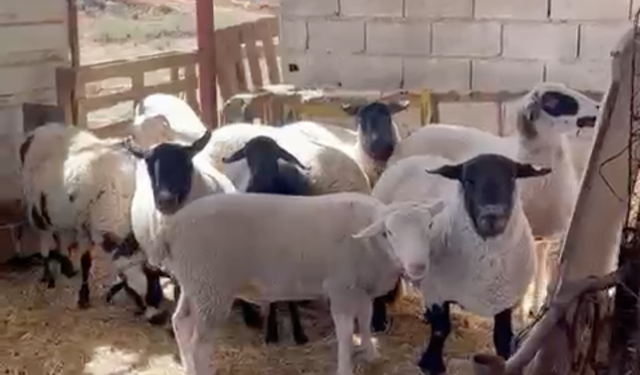 Menteşe’de 10 koyun kayıp oldu, havadan ve karadan arama başlatıldı