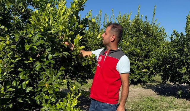 Ortaca’da narenciye zararlılarıyla mücadele sürüyor!