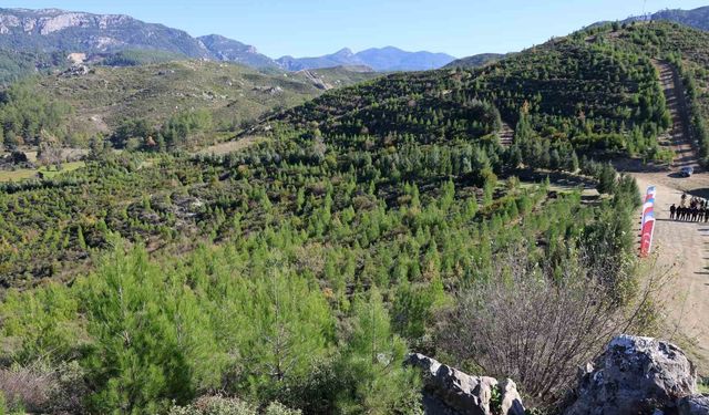 Dalaman’da yanan alanlar yeniden yeşil vatan oldu