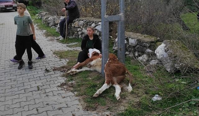 Milas’ta aydınlatma direğine sıkışan buzağıyı itfaiye kurtardı