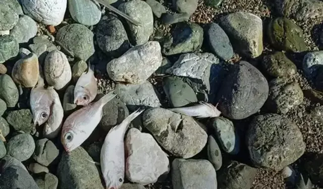 Datça’da sahile vuran ölü balıklar için inceleme başlatıldı
