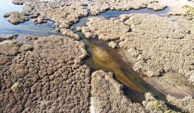 Bafa Gölü’nde su yükseldi, doğa canlandı