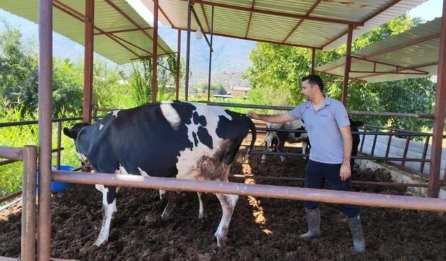 Milas’ta 11 mahalleye şap karantinası!