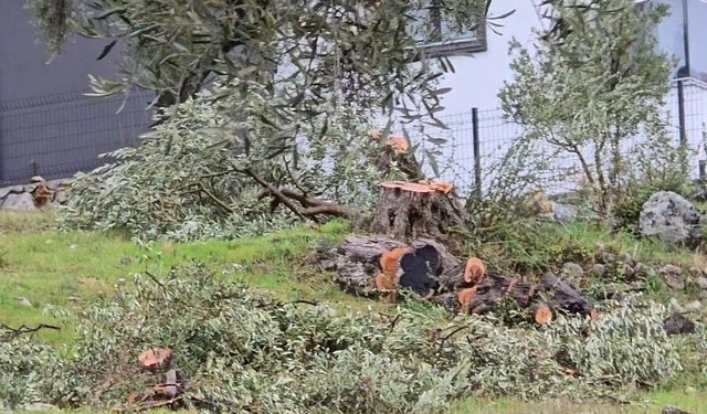 Zeytin Ağaçlarını Kesen CHP’li Başkana 36 Bin 762 TL Ceza