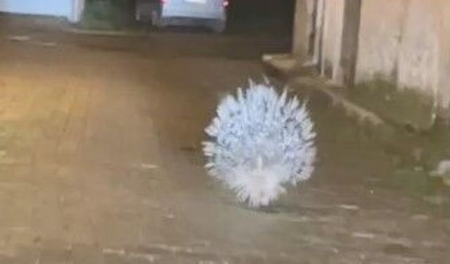 Yenipazar’da Nesli Tehlike Altındaki Oklu Kirpi Görüntülendi