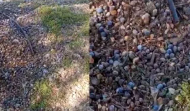 Zeytinler Toplanmadı, Menteşe’de İsraf Gün Yüzüne Çıktı