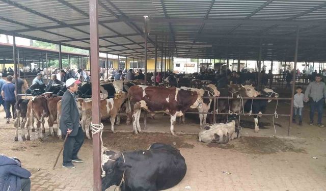Aydın’da hayvan pazarlarına yeni düzenleme