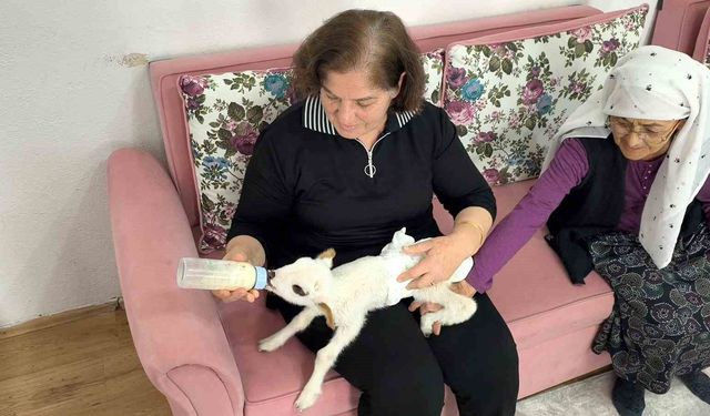Öksüz Kuzu “Balım” Şenol Ailesinin Şefkatiyle Hayata Tutundu