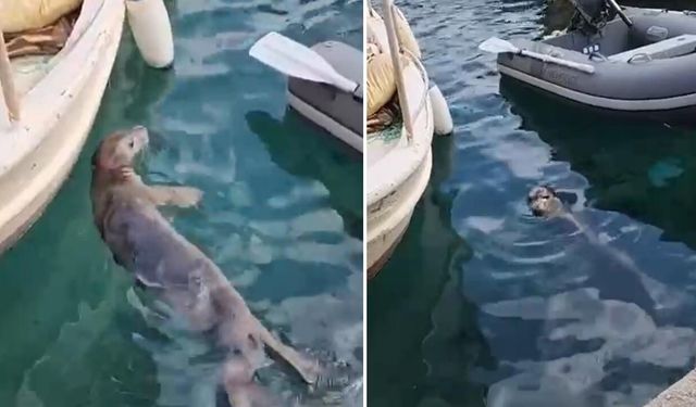 Bodrum’da yavru Akdeniz fokundan görsel şölen