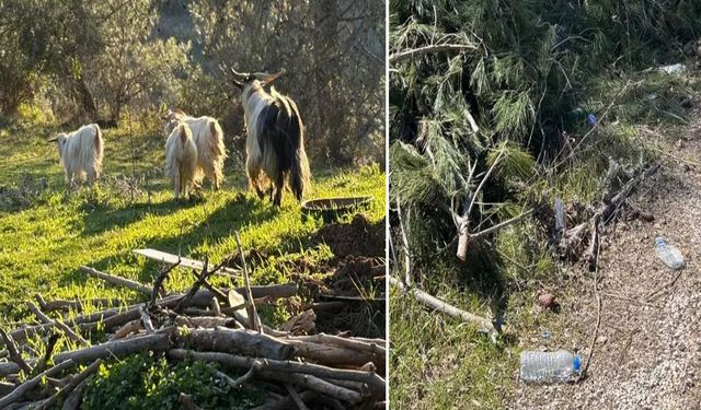 Menteşe'de araştırma: Plastik atıklar hayvancılığı ve insan sağlığını tehdit ediyor