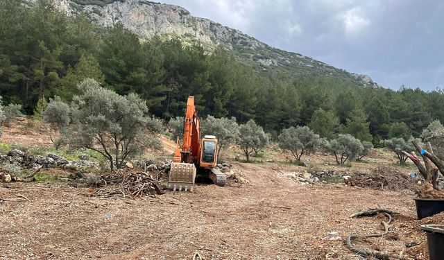 Menteşe’de zeytin katliamı: Villa yapmak için söküldüler!