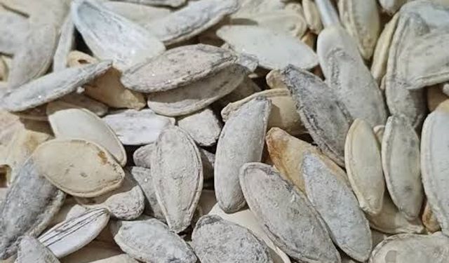 Menteşe’de denetim ihmali: Kabak çekirdeği küflü çıktı