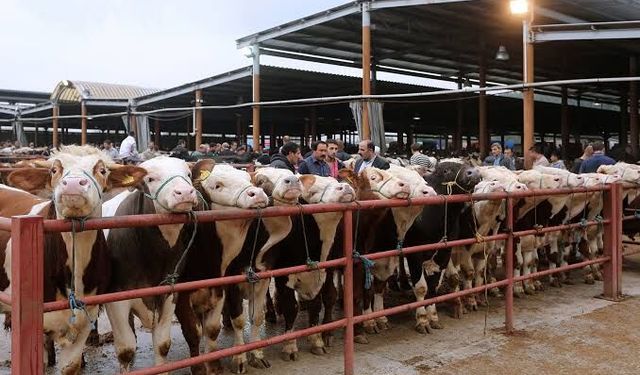 Muğla’da şap alarmına son: Bayır hayvan pazarı kuruluyor