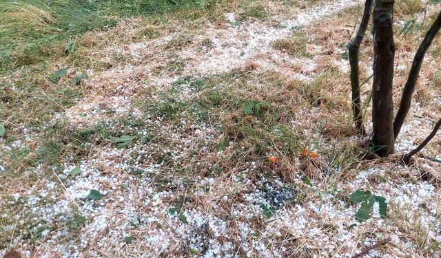 Aydın ve İzmir’de meyve bahçelerini dolu vurdu