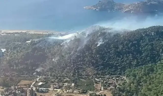 Ormanlar için 'daha önce görülmemiş sıcaklık' uyarısı