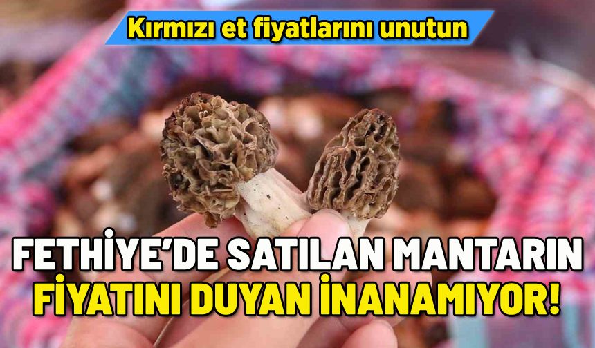 İŞTE FETHİYE'DEKİ FESTİVALDE SATILAN MANTARIN FİYATI