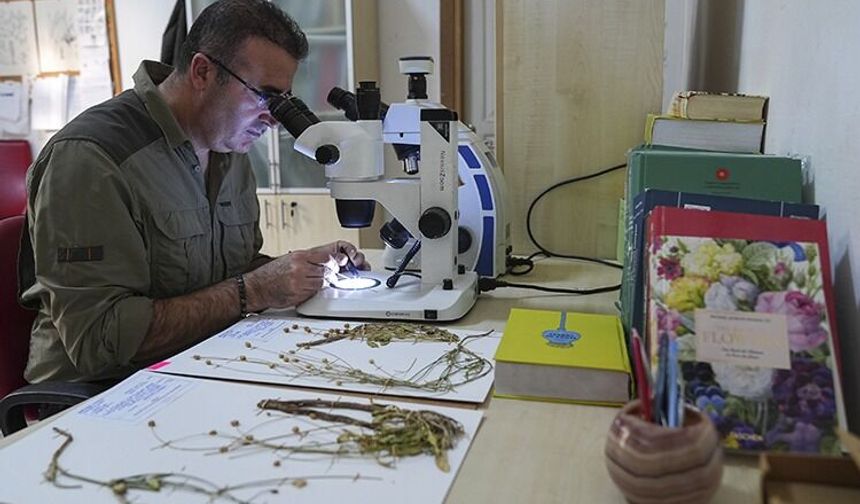 Muğla’da fark edilen yeni bitki türü bilim dünyasına kazandırıldı