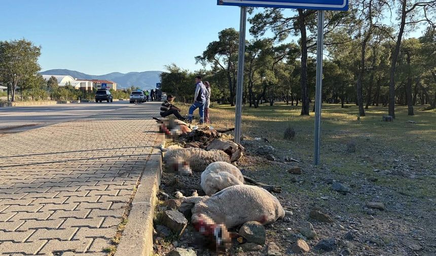 Motosiklet sürüye daldı: Sekiz koyun öldü, sürücü yaralandı