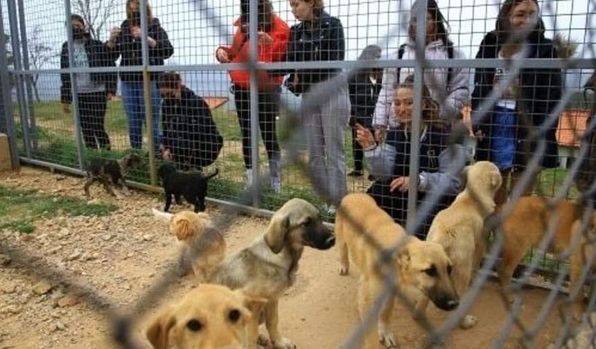 Dalaman’da tepki çeken olay: Sahipli köpek barınakta öldü iddiası