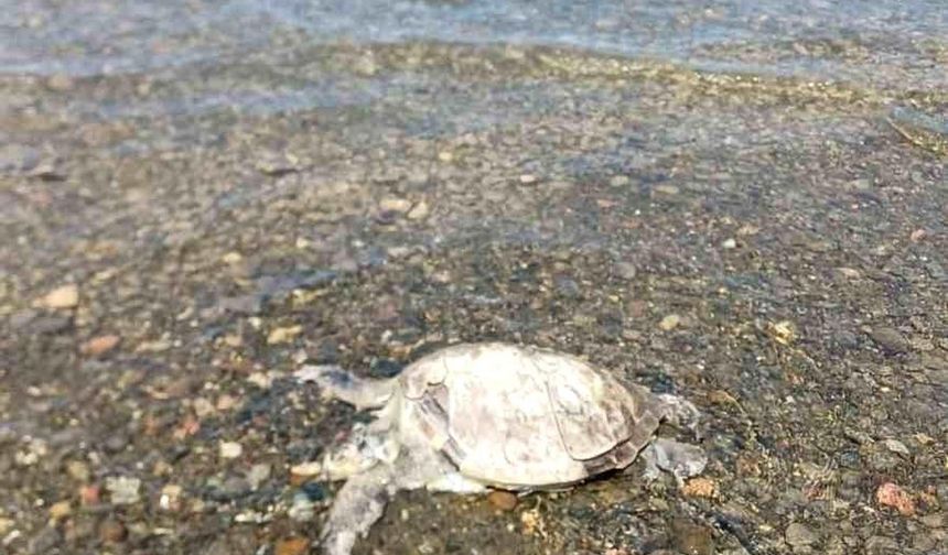 Gökçe sahiline caretta caretta'nın cansız bedeni vurdu