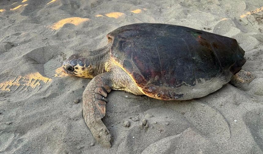Tedavisi tamamlanan caretta caretta ‘Olcay’ denize bırakıldı