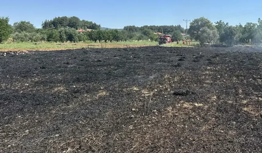 Menteşe'de akıma kapılan kuş yangına neden oldu