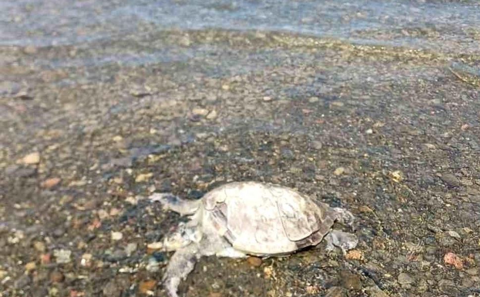Gökçe sahiline caretta caretta'nın cansız bedeni vurdu