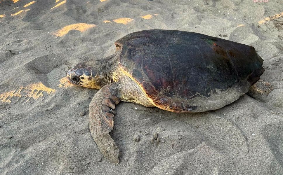Tedavisi tamamlanan caretta caretta ‘Olcay’ denize bırakıldı