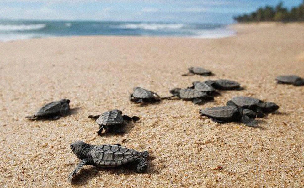İztuzu'nda caretta caretta'ların yuvalama alanları çoğaldı