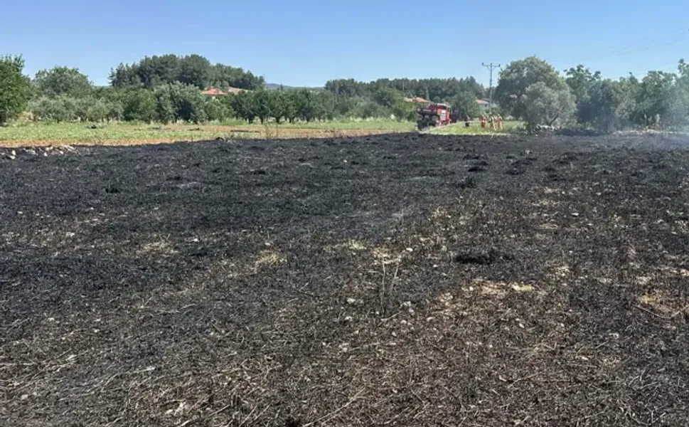 Menteşe'de akıma kapılan kuş yangına neden oldu