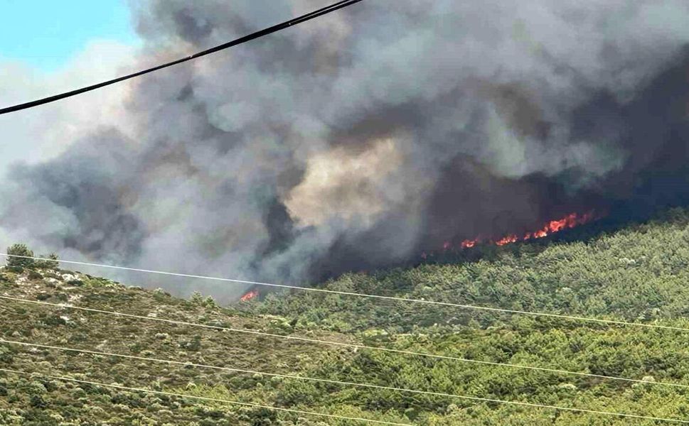 Milas'ta orman yangını