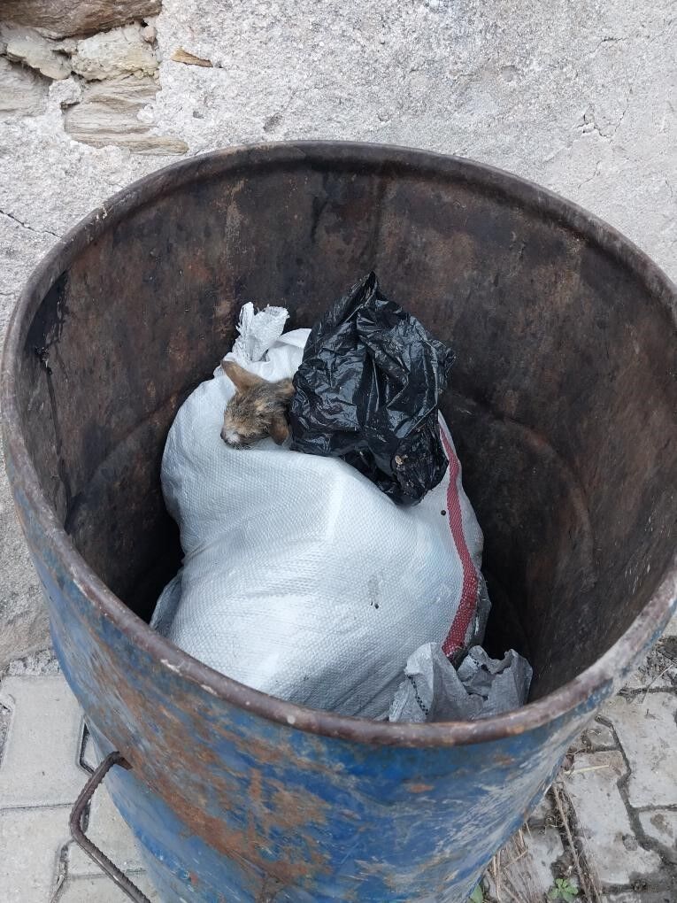 TEMİZLİK İŞÇİLERİ YAVRU KEDİYİ KURTARDI