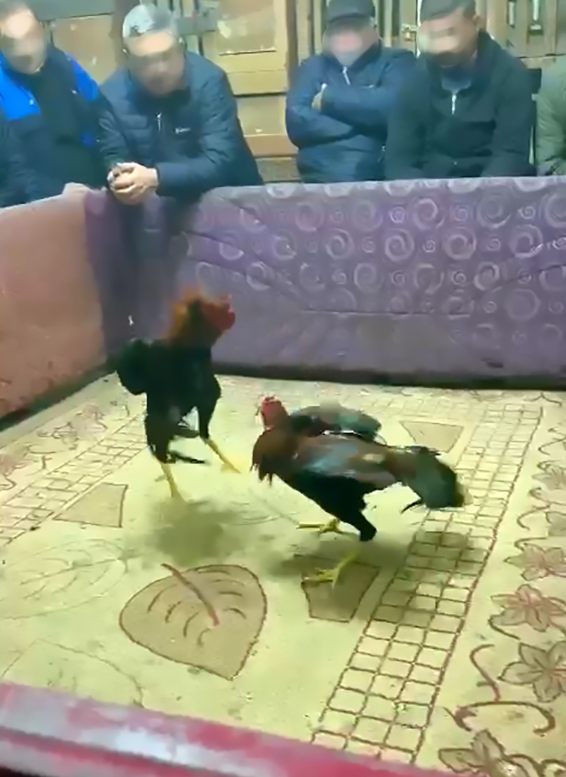 HOROZ DÖVÜŞÜNE SUÇÜSTÜ
