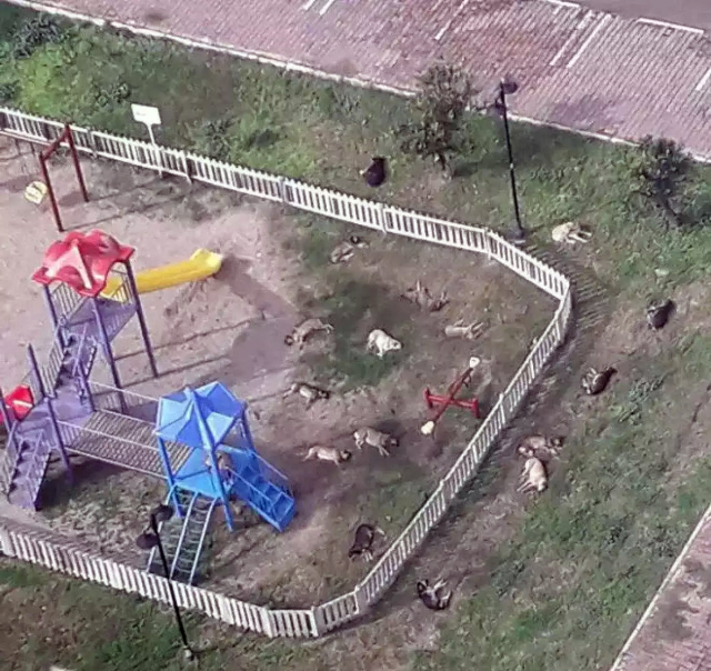 ÜRKÜTEN GÖRÜNTÜLER! BAŞIBOŞ KÖPEKLER ÇOCUK PARKINI YUVA EDİNMİŞ