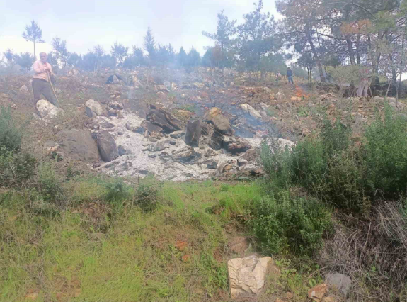 BODRUM'DA HAZİNE ARAZİSİNDEKİ AĞAÇLARI YAKTILAR! ÇOK SAYIDA GÖZALTI VAR