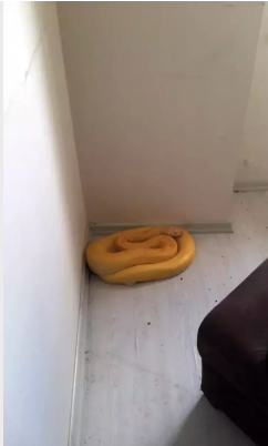 KİRACISI YERİNE EVDE PİTON YILANIYLA KARŞILAŞTI, DONDU KALDI!