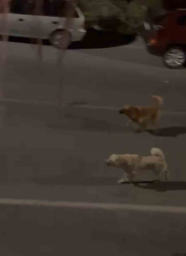 BODRUM’DA DOMUZ KÖPEĞİN ÜZERİNE YÜRÜDÜ