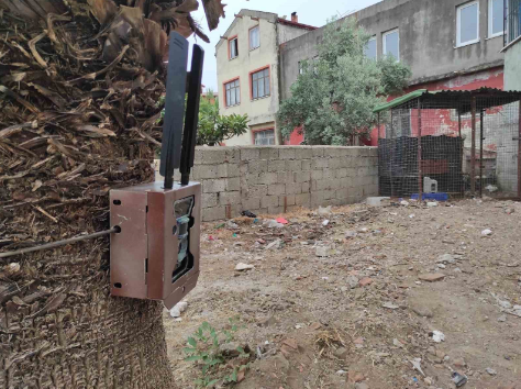 MUĞLA’DA PİTON YILANINI BULABİLMEK İÇİN DÜZENEK KURULDU