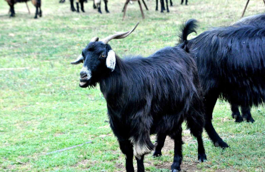 MUĞLA’DA KURBAN BAYRAMI ÖNCESİ ÇOBANLARIN MESAİSİ ARTTI