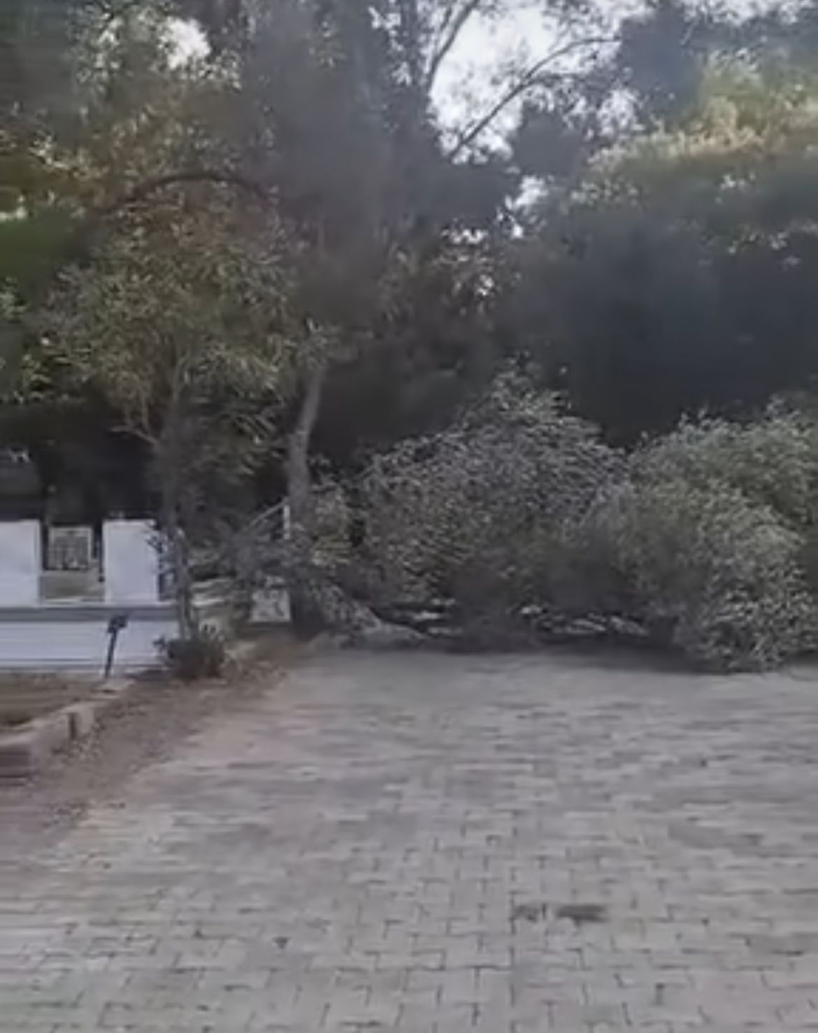 MARMARİS'TE ARMUTALAN MEZARLIĞI'NDA DEVRİLEN AĞAÇ İKİ GÜNDÜR KALDIRILMAYI BEKLİYOR!