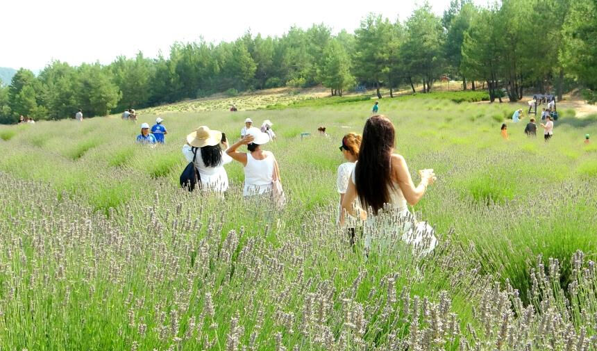 MUĞLA BÜYÜKŞEHİR BELEDİYESİ LAVANTA ŞENLİĞİ DÜZENLEDİ