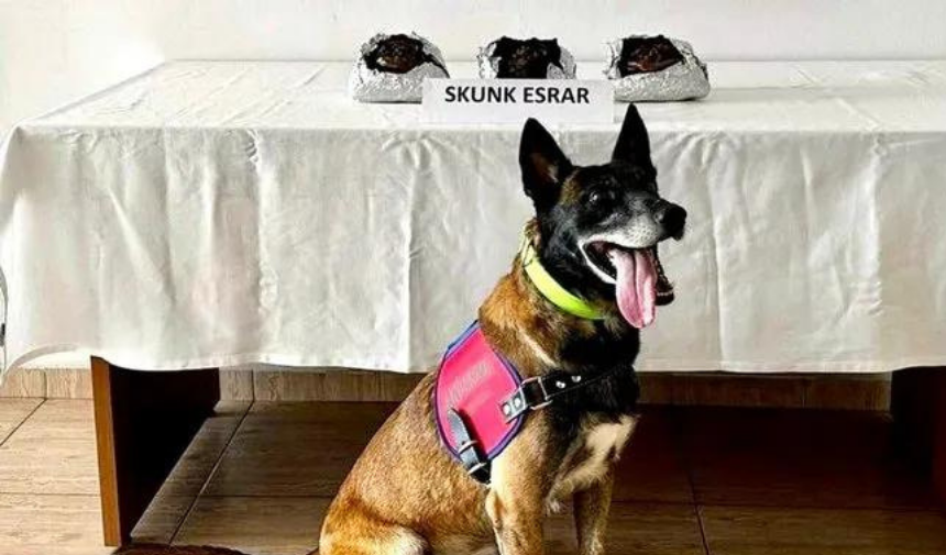 BODRUM'A UYUŞTURUCU GETİRECEKTİLER! BÖYLE YAKALANDILAR!