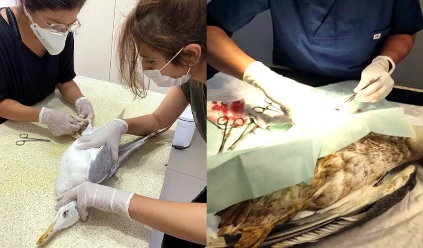 BODRUM'DA YABAN HAYATI VE DOĞA KORUMA VAKFI KURULDU