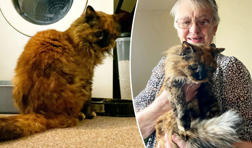 DÜNYANIN EN YAŞLI KEDİSİ ROSİE 33 YAŞINDA ÖLDÜ