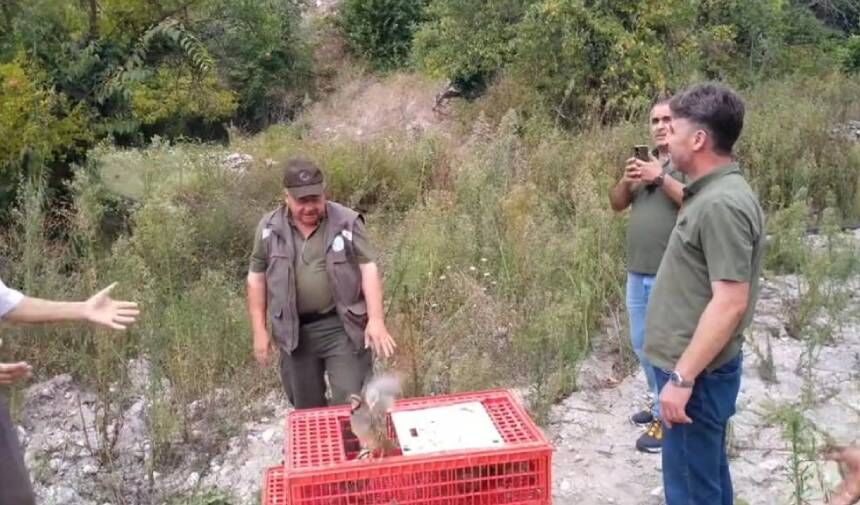 MENTEŞE'DE KEKLİKLER DOĞAYA KAVUŞTU: 1 YIL AVLANMASI YASAK!