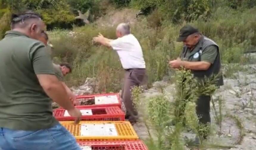 MENTEŞE'DE KEKLİKLER DOĞAYA KAVUŞTU: 1 YIL AVLANMASI YASAK!