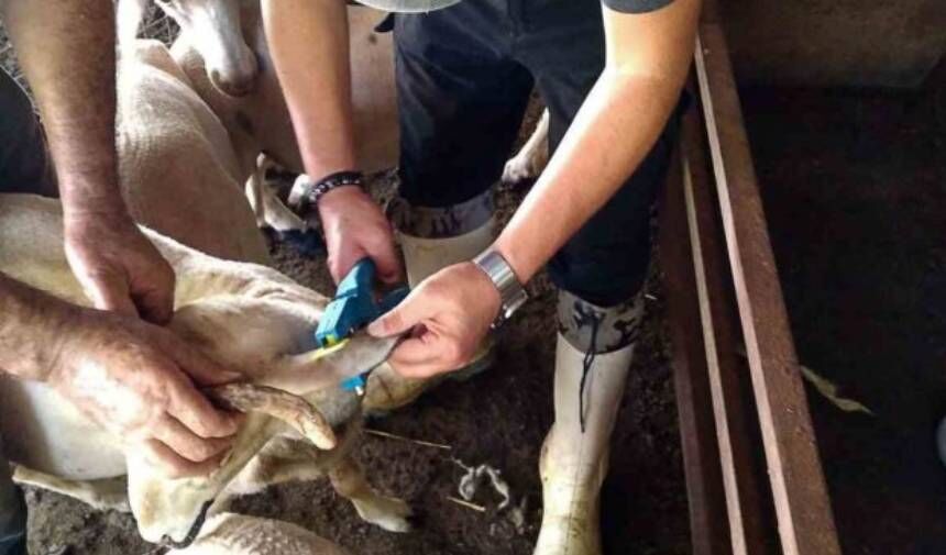 ORTACA'DA HAYVAN SAĞLIĞINA KATKI ÇALIŞMALARI DEVAM EDİYOR