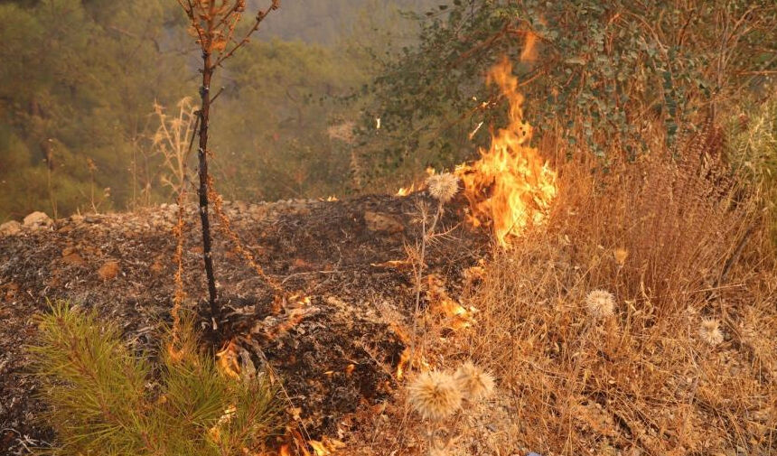 SON DAKİKA MUĞLA HABERİ... MENTEŞE'DE ORMAN YANGINI; MÜDAHALE SÜRÜYOR